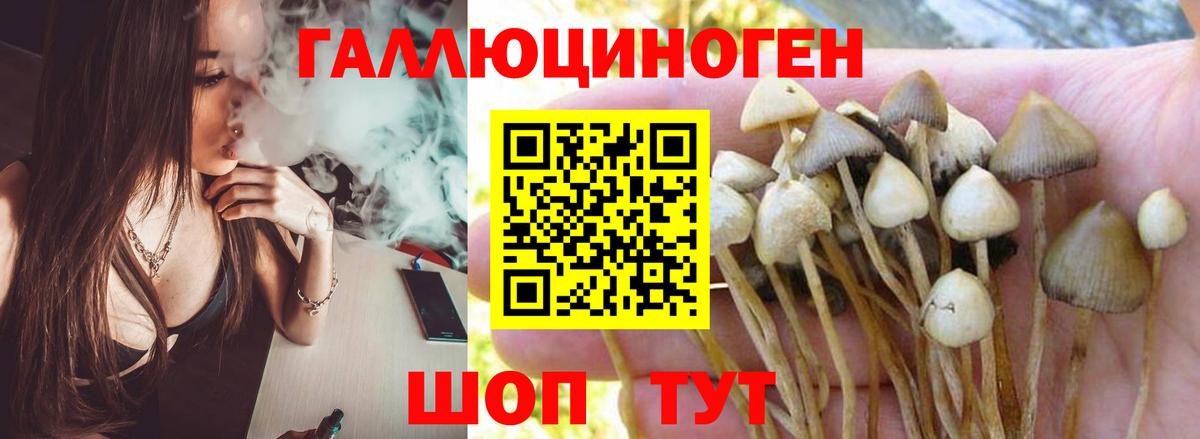 Галлюциногенные грибы Psilocybe  Вход с VPN  Новоалександровск 